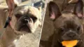 Two more French bulldogs stolen in separate DC thefts this week