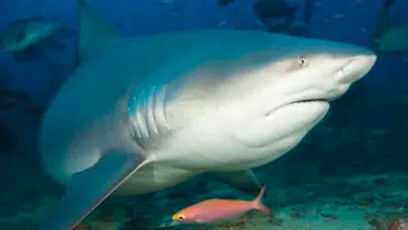 Shark attack leaves an Australian woman with serious leg injury