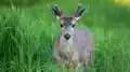 Does 'zombie deer disease' pose risks for humans?
