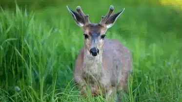 Does 'zombie deer disease' pose risks for humans?